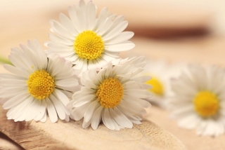 プチミニ心理学「春のコミュニケーションレッスン」画像